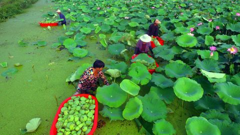 Un grupo de trabajadores recogen flores de loto en Tancheng, en la provincia china de Shandong