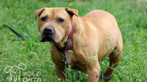 Rudy, un perro en adopci�n del albergue de Ser�n