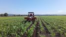 La rotacin de cultivos ayuda a regenerar los suelos