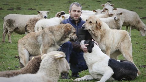 Xavier con los mastines que resultaron heridos en un ataque del lobo, en una imagen sacada hace unos das