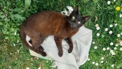 Morito era un gato comn europeo que apenas tena un ao y tres meses de vida