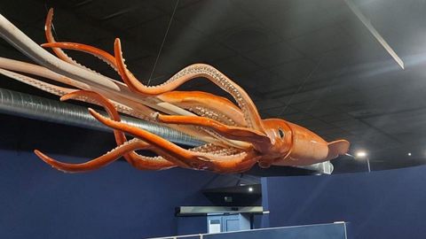 En el Museo del Calamar Gigante de Luarca. Tras ganar un concurso público, Signo Creaciones fabricó una maqueta «lo más realista posible». De unos diez metros de longitud, tiene todos los detalles (manto, cabeza, tentáculos y mazas) y da la bienvenida a los visitantes del museo asturiano