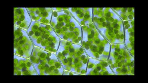 Visin ao microscopio de clulas vexetais, onde poden observarse os cloroplastos, nos que se atopa a clorofila