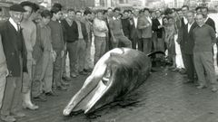 Imagen del cetceo desembarcado en agosto de 1966 en el Muro corus. Veintiocho aos antes, una ballena de seis metros emergi en la ra y fue muerta a tiros ante el fracaso de los mtodos empleados para cazarla.