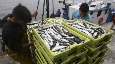 Sardinas como estas que se descargan en A Coruña (foto de archivo) son claves para la pesca gallega de litoral