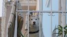 Imagen de archivo de un perro mirando a través de la barandilla de un balcón