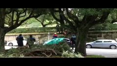 �rbol ca�do en Santiago