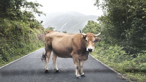 Una vaca en Besullo