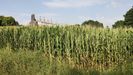 Imagen de un campo de maíz en Mazaricos con estrés hídrico