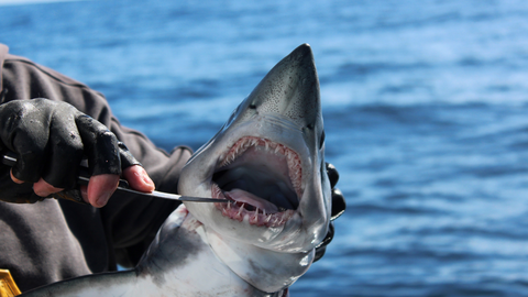 Una cr�a de tibur�n