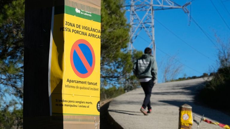 Cobra fuerza la hipótesis de que la peste porcina africana llegó a Cataluña en un bocadillo