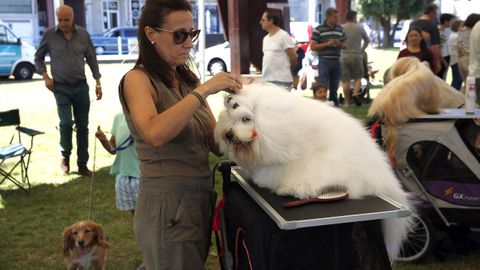 Concurso nacional canino en Porto do Son