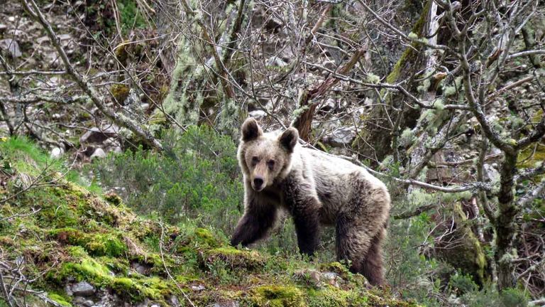 Un oso pardo cantábrico, en la cordillera