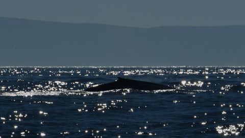El gigante de los mares incluye Galicia en su ruta. Por primera vez en décadas se produce el avistamiento de dos ejemplares juntos, madre e hija 