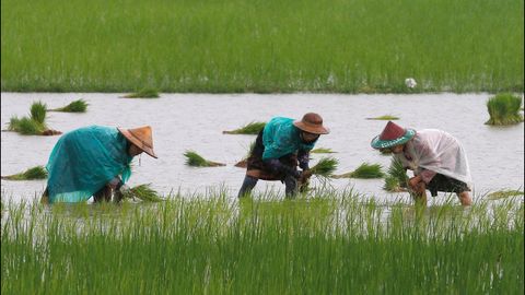 Mujeres birmanas plantan arroz en un campo de cultivo en la localidad de Hpa-an, en el estado de Kayin (Birmania)