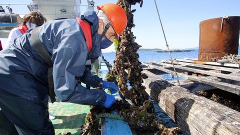 Acudimos con técnicos del Intecmar a un muestreo de mejillón para analizar biotoxinas