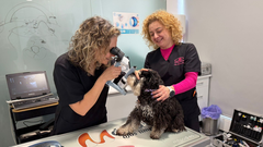 M�nica del Cueto es la responsable de Vission Vet, la�primera cl�nica de Asturias�especializada en oftalmolog�a veterinaria