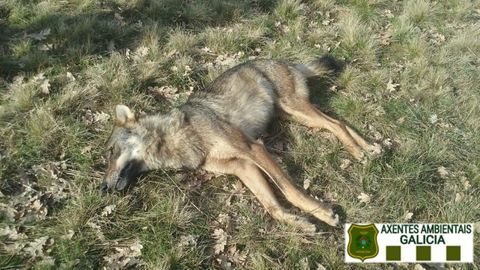 Loba hallada muerta de un disparo en A Mezquita