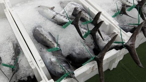 Bonitos del norte en la lonja de Burela, referente gallego y nacional en el mercado de ese pescado azul de temporada (foto de archivo)