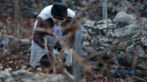 Vara arqueada en el sistema de poda jerezana, tradicional en la Ribeira Sacra