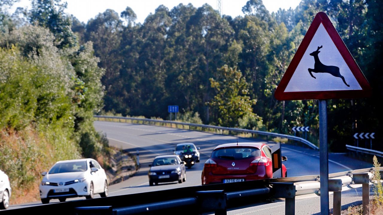 Se�al de zona de paso de animales en libertad