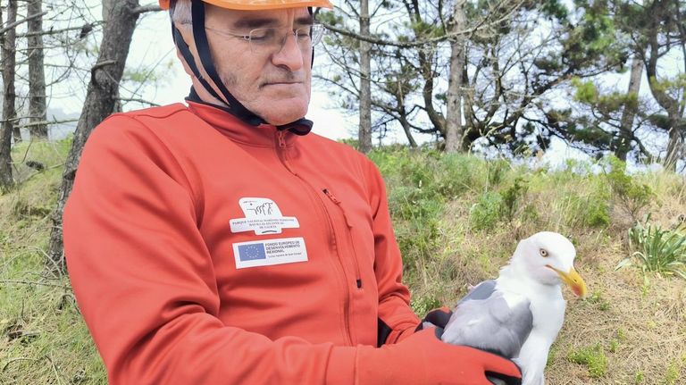 La situación de las gaviotas patiamarillas en las islas Cíes sigue siendo crítica