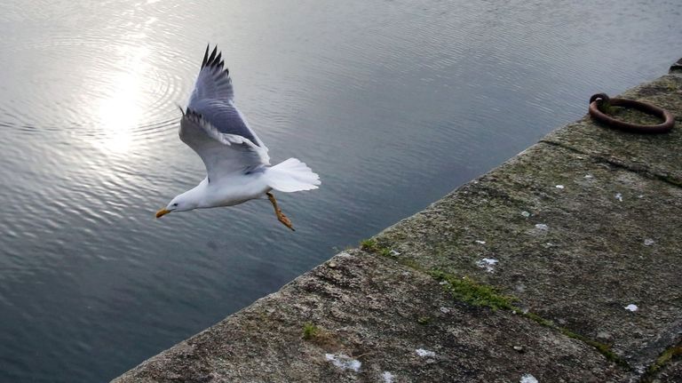 Descubren el cadáver de una gaviota con gripe aviar en Vigo
