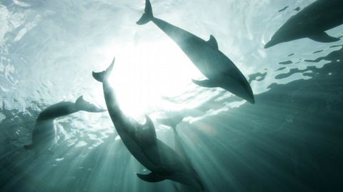 Varios delfines nadan en un Acuario de Tokio (imagen de archivo).