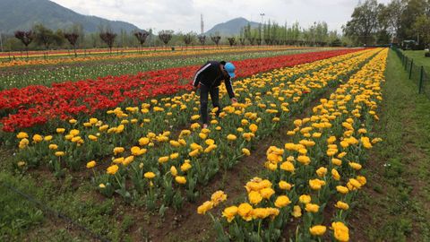 El jardín, ahora sin visitantes, tiene 1,3 millones de tulipanes