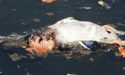 Pato muerto en el estuario de Avilés