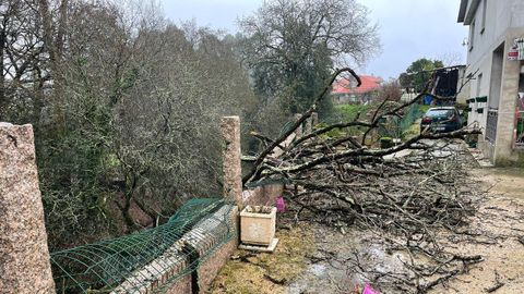 Mos advierte del riesgo de caída de árboles en zonas habitadas