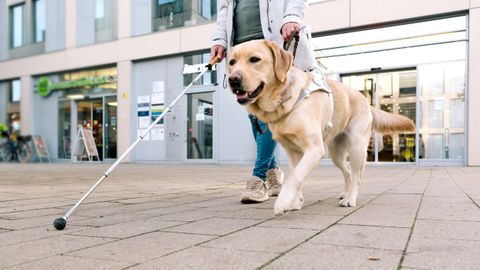Un perro labrador retriever ayuda a una persona ciega a moverse por un espacio urbano
