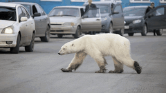 Una osa polar recorre cientos de kil�metros buscando comid