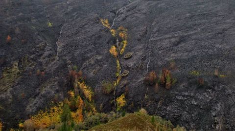 Brotes de helechos y brezos en un monte quemado en O Courel cinco meses después de los incendios