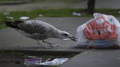 Una gaviota, en la zona de Orillamar comiendo la basura desperdigada por las calles de A Corua