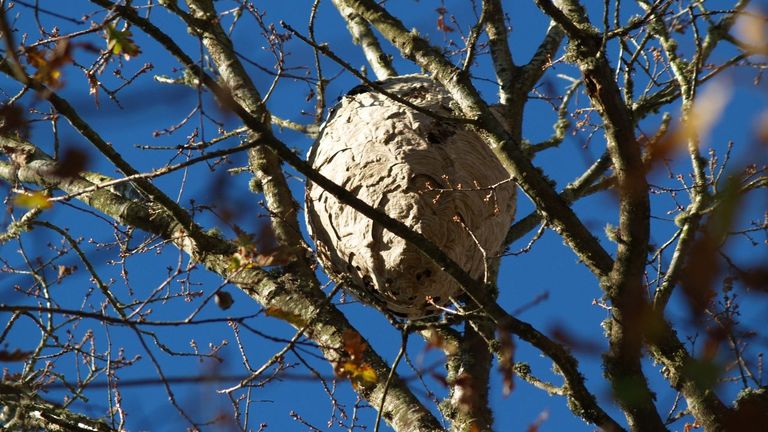 Taboada inicia una nueva guerra ciudadana contra la velutina