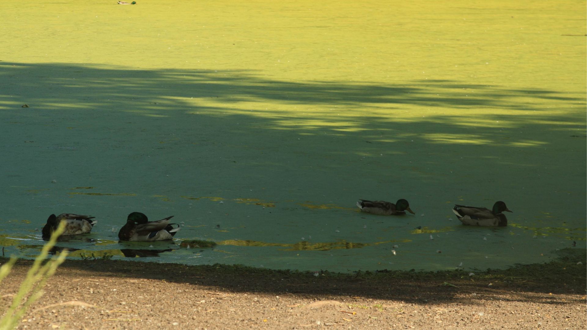 &Aacute;nades reales&nbsp;en la laguna de A Congorza