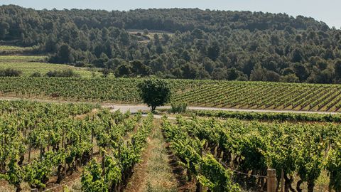 Vi�edo de Vinya Gigi