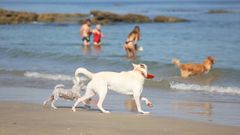 Imagen de archivo de perros en una playa canina de Vigo