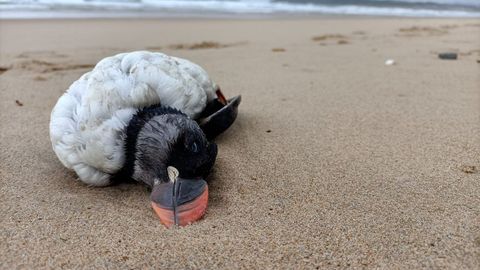 Frailecillo muerto en una playa