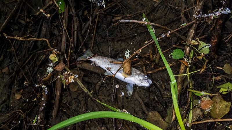 El estado del molino del Toleiro es p�simo, aunque en el interior tiene muchas piezas que pueden restaurarse
