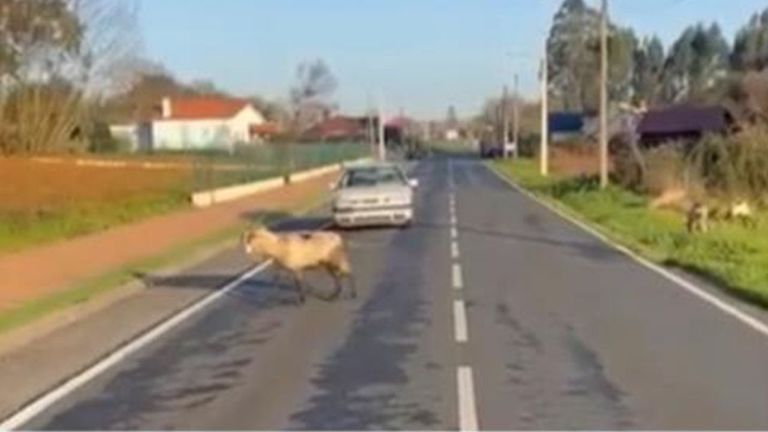Firmas para reclamar medidas por los daños de las cabras de una vecina de Mugardos: «Hace lo que quiere»