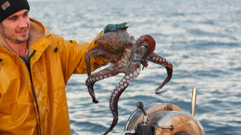 Pesca del pulpo en la costa asturiana