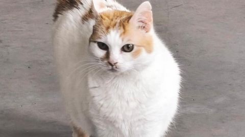 Gata Lia protectora GraoAnimals