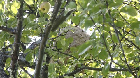 En los ltimos das en Viveiro se han retirado varios nidos gigantes de velutina en manzanos