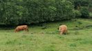 Vacas en un prado de Gozón, Asturias.
