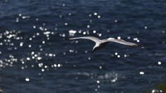Gaviota sobrevolando en el mar en Foz