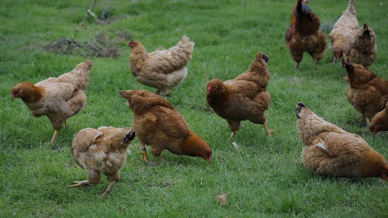 Las gallinas confinadas por gripe aviar quedan liberadas, salvo en 2.201 municipios y 40 están en Galicia