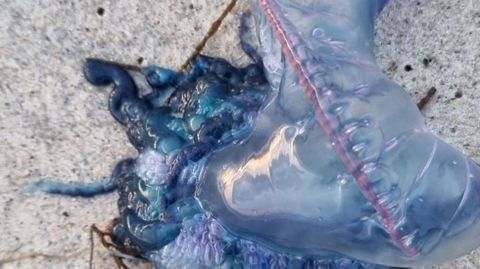 Carabela portuguesa en una playa este otoño