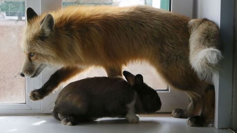 Sesin de entrenamiento de un zorro y un conejo
